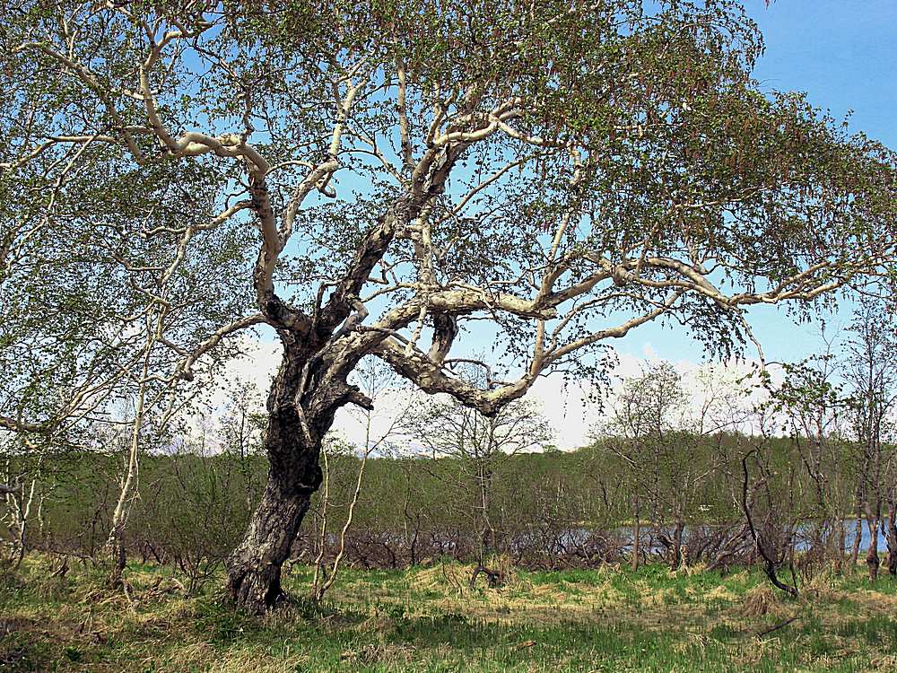 Изображение особи Betula ermanii.