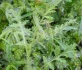 genus Papaver