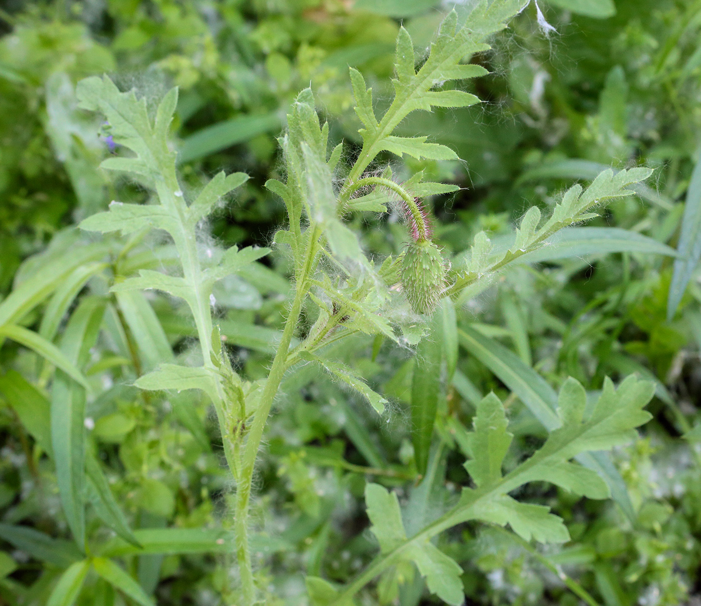 Изображение особи род Papaver.