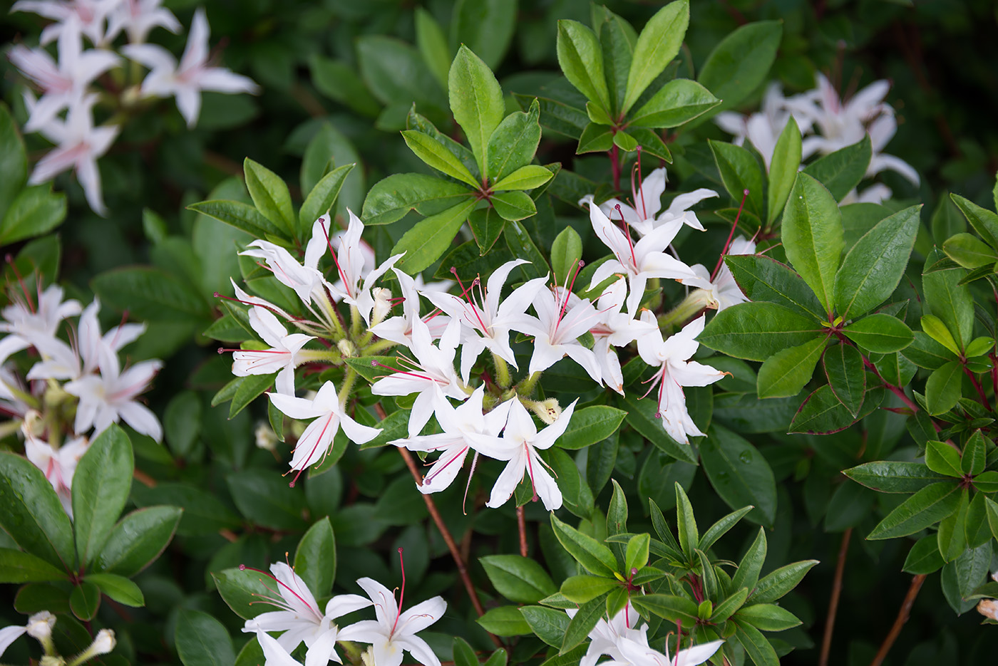 Изображение особи род Rhododendron.