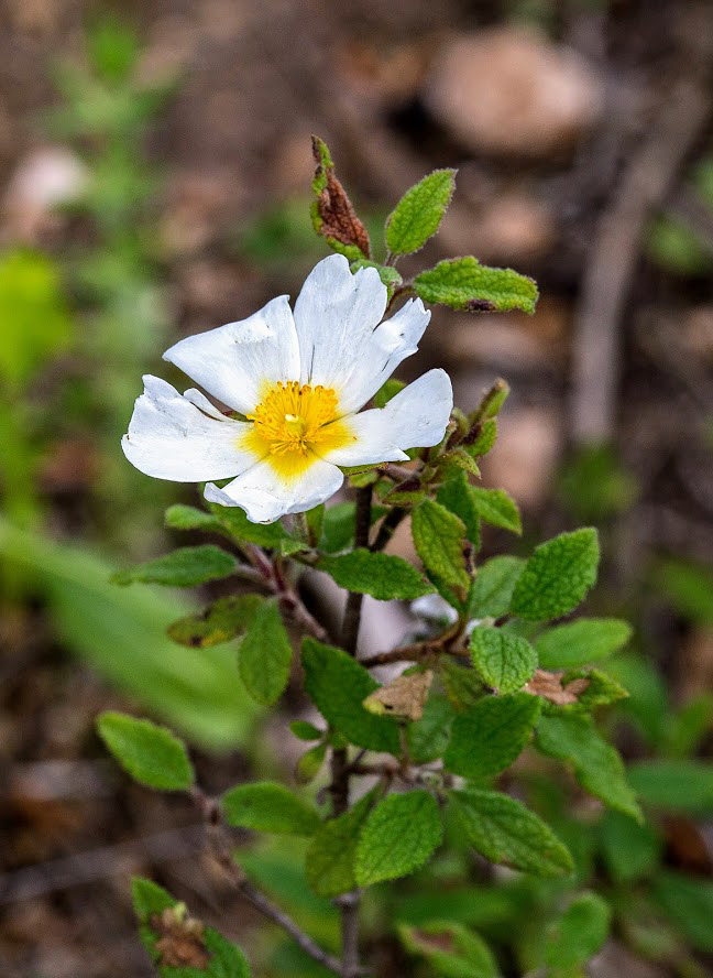 Изображение особи Cistus salviifolius.