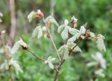 Quercus pubescens