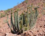 genus Euphorbia. Плодоносящее растение. Намибия, горы Эронго, склон горы Брандберг, каменистая пустыня. 08.05.2019.