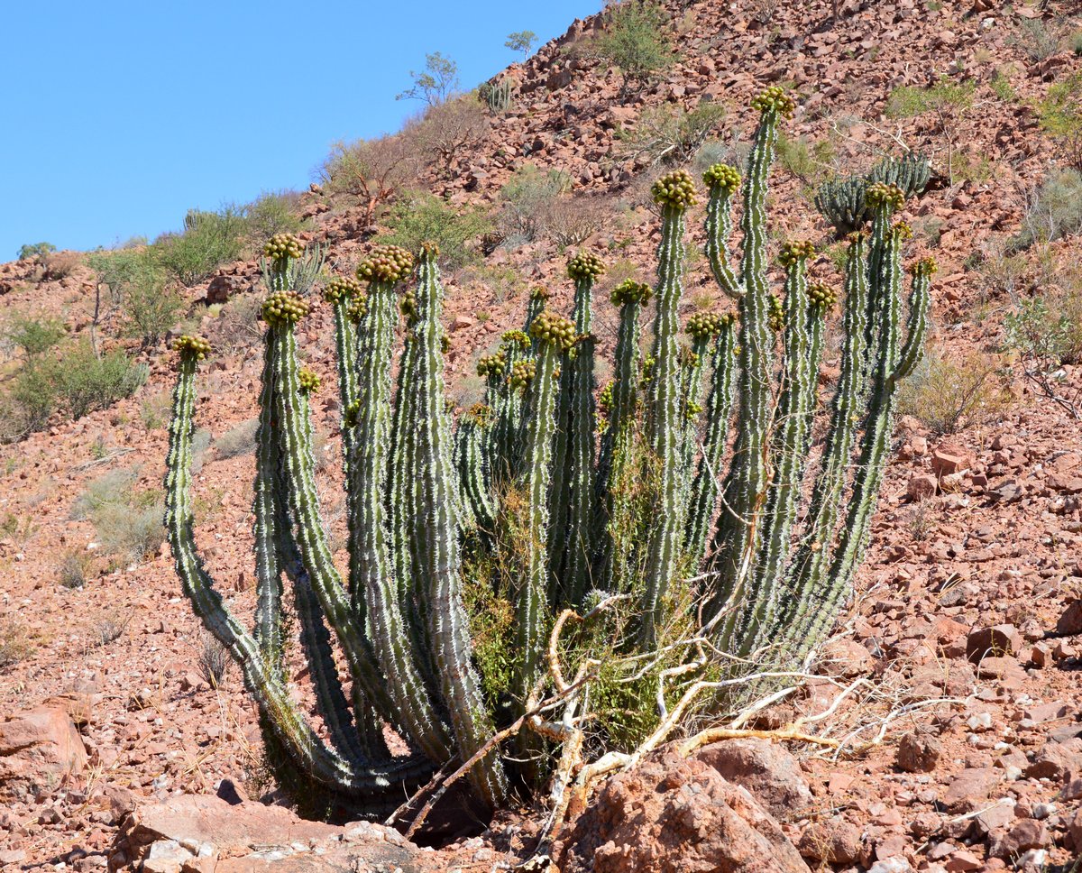 Image of genus Euphorbia specimen.