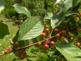 Frangula alnus. Ветвь с плодами. Украина, Закарпатская обл., Тячевский р-н, с. Усть-Черная. 30.06.2010.