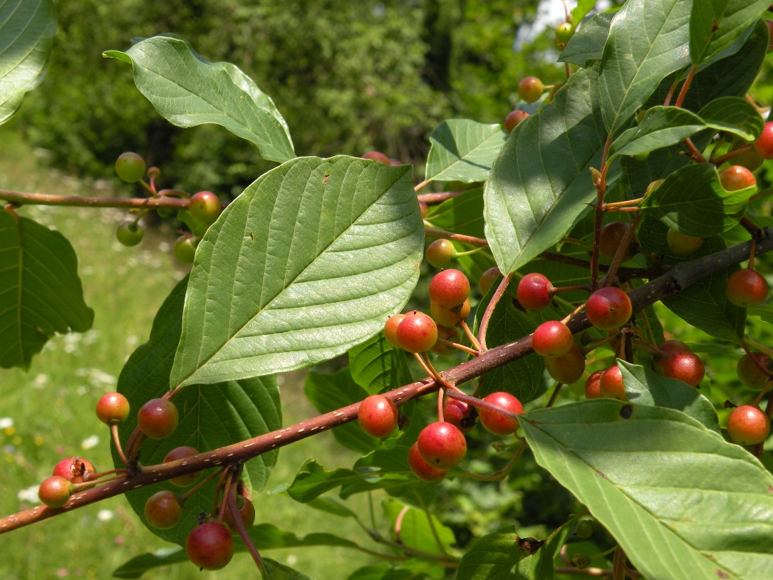 Image of Frangula alnus specimen.