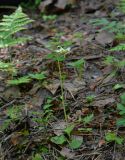 Moneses uniflora. Цветущее растение. Санкт-Петербург, Выборгский р-н, парк «Сосновка», смешанный лес. 12.06.2019.