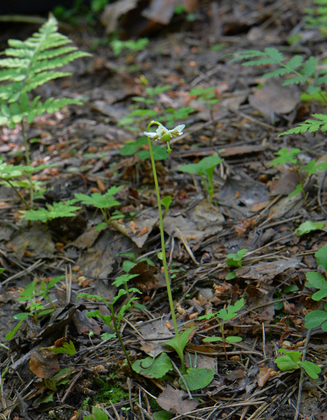 Image of Moneses uniflora specimen.