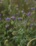 Psoralea bituminosa ssp. pontica