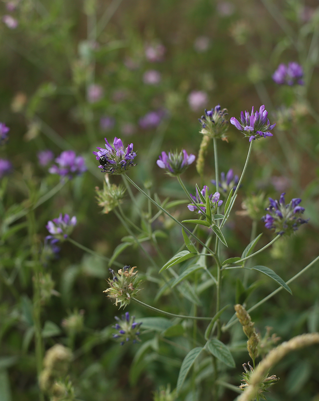 Image of Psoralea bituminosa ssp. pontica specimen.