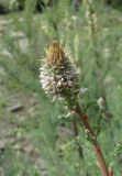 Myricaria bracteata. Верхушка побега с соцветием. Дагестан, Рутульский р-н, окр. с. Хлют, пойма реки, каменистый субстрат. 4 июня 2019 г.