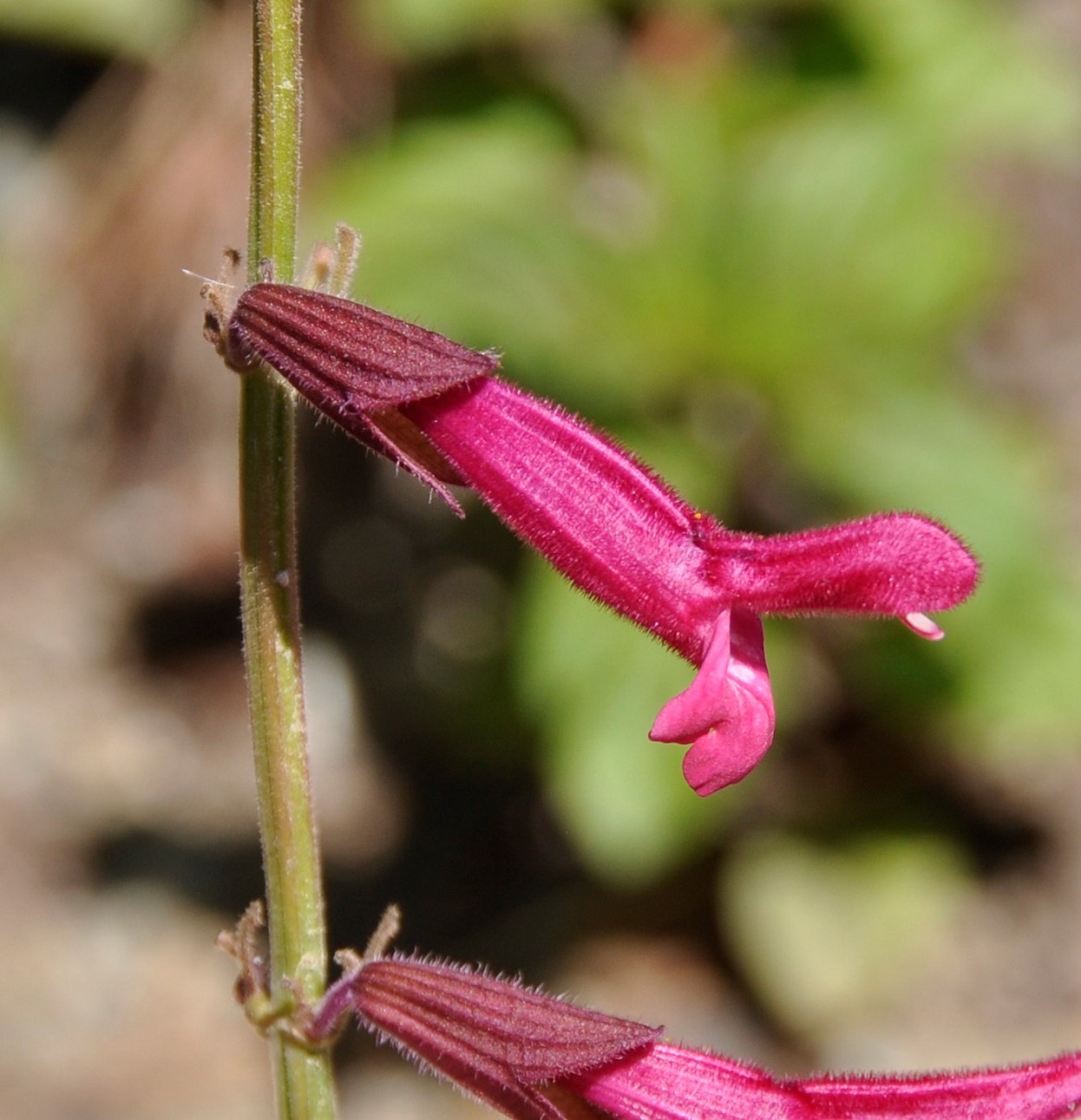 Image of Salvia microphylla specimen.