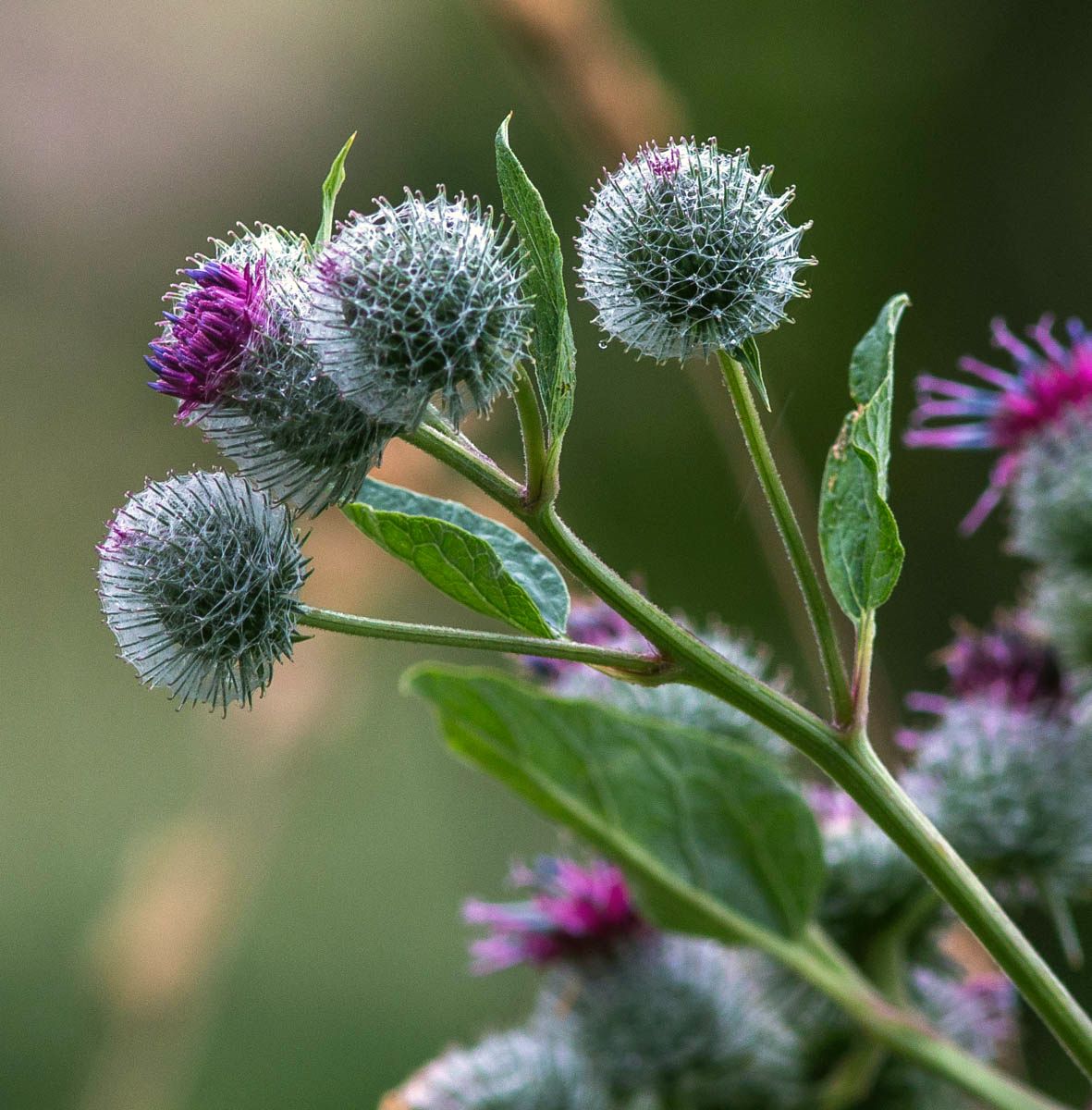 Изображение особи Arctium tomentosum.