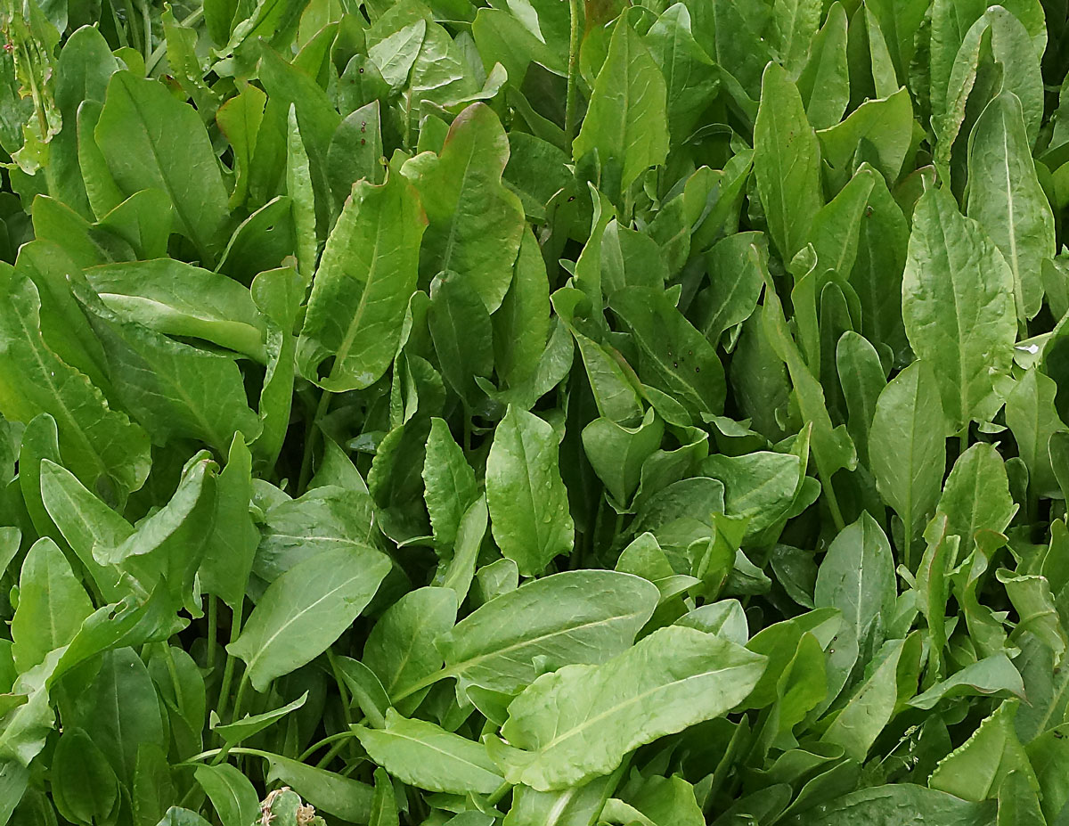 Image of Rumex acetosa specimen.