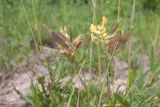 Lathyrus pratensis. Соплодия с незрелыми плодами. Ленинградская обл., Гатчинский р-н, окр. дер. Авколево, карьер \"Елизаветино\", суходольный разнотравно-вейниковый луг. 16.06.2019.