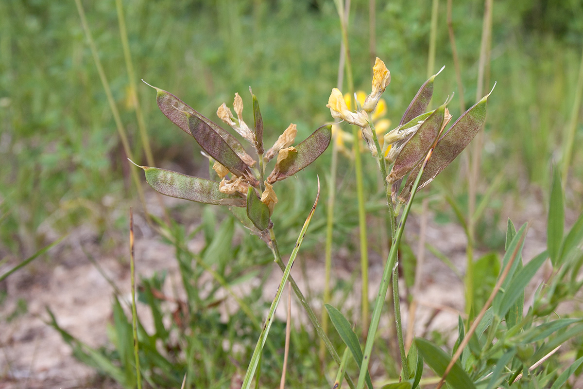 Изображение особи Lathyrus pratensis.