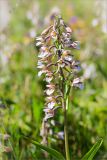 Epipactis palustris