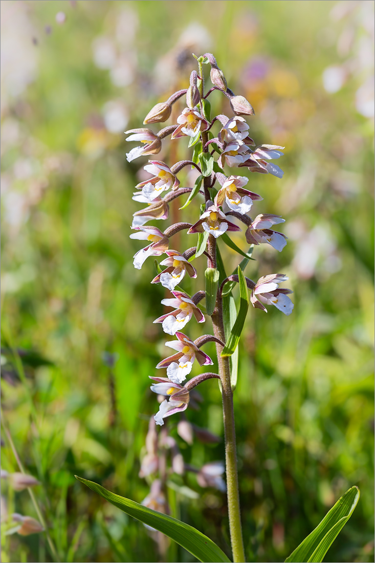 Image of Epipactis palustris specimen.