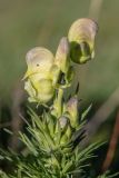 Aconitum confertiflorum. Верхушка цветущего растения. Кабардино-Балкария, Эльбрусский р-н, долина р. Сылтрансу, ≈ 2200 м н.у.м., субальпийский луг. 05.08.2019.