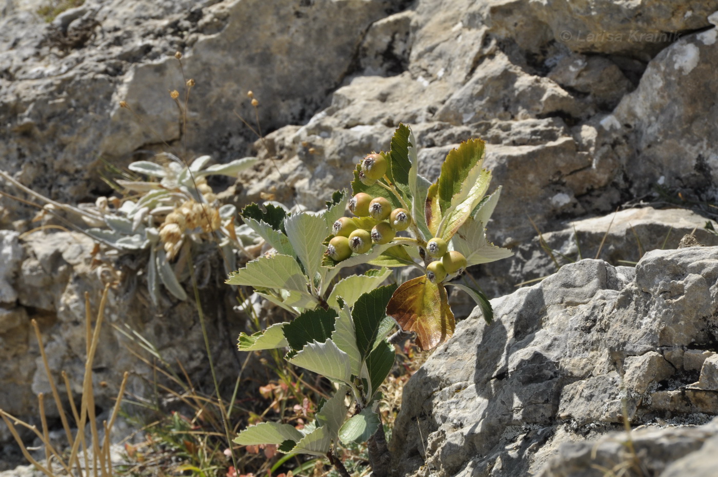 Image of Sorbus taurica specimen.