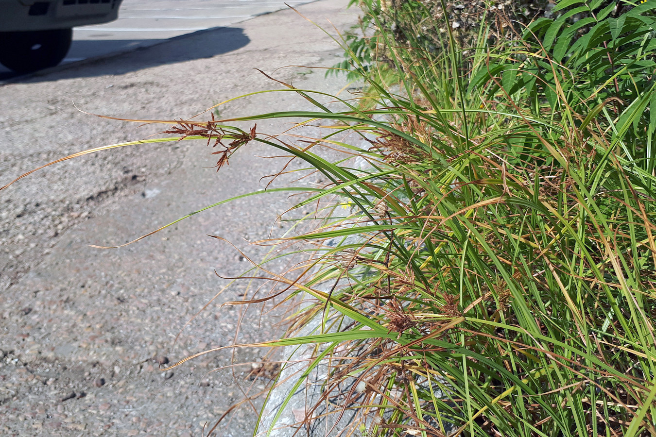 Image of Cyperus longus specimen.