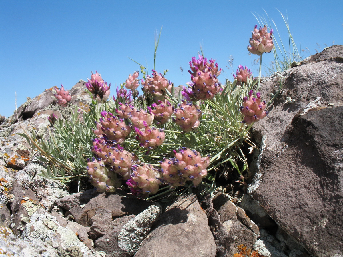 Image of Astragalus schrenkianus specimen.