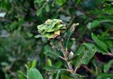 Salix cinerea. Верхушка побега с галлом. Челябинская обл., Аргаяшский р-н, берег оз. Увильды, прибрежные заросли кустарников. 04.08.2019.