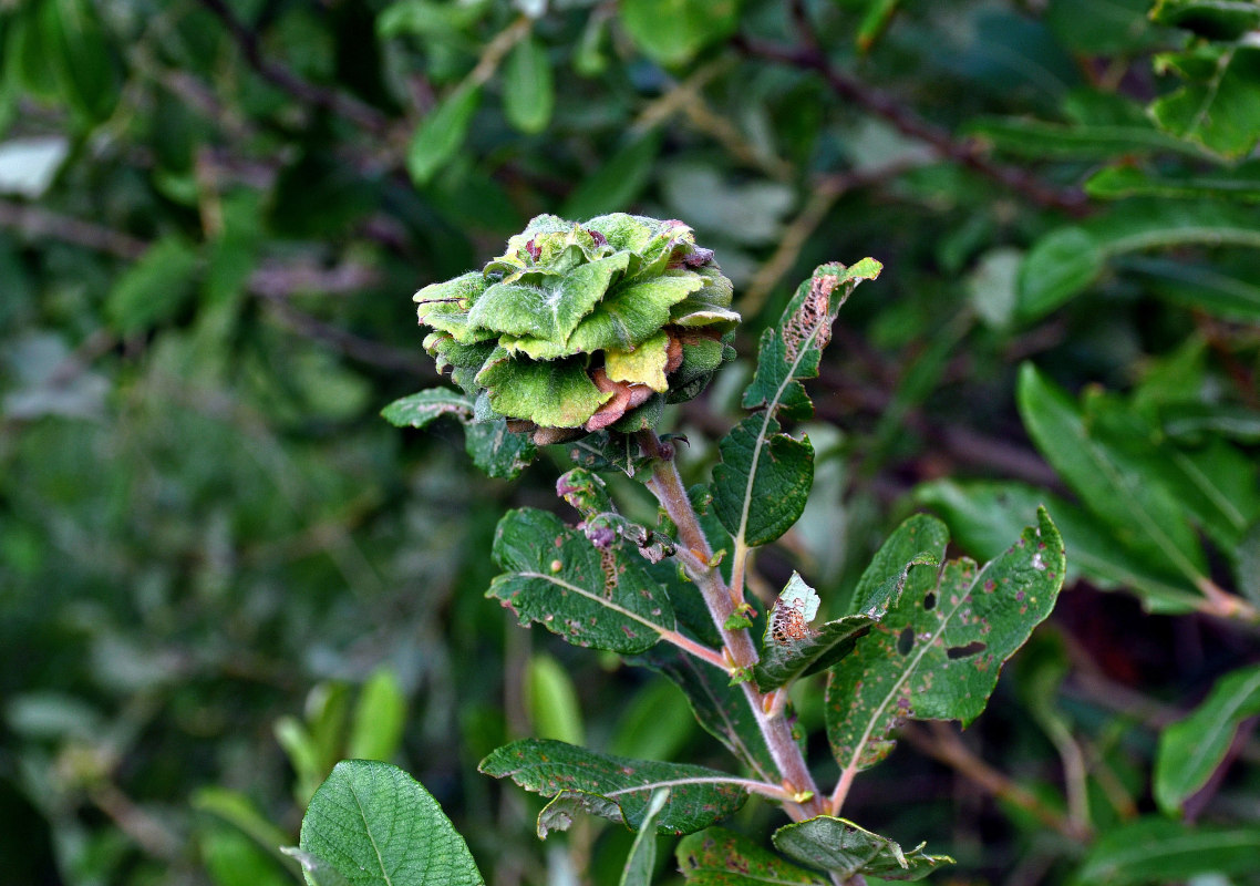 Image of Salix cinerea specimen.