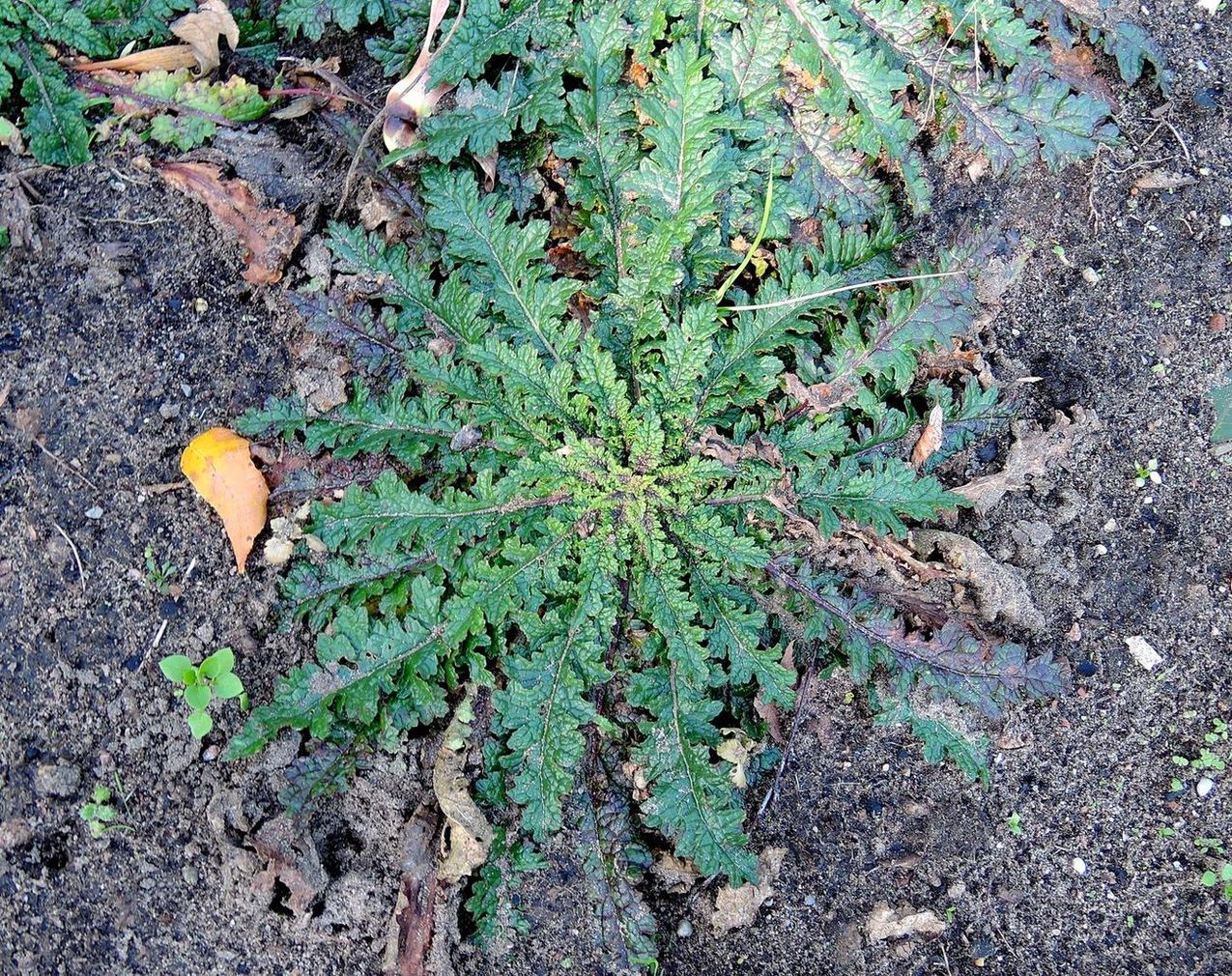 Image of Verbascum blattaria specimen.