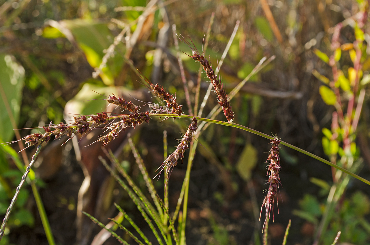 Изображение особи Echinochloa crus-galli.