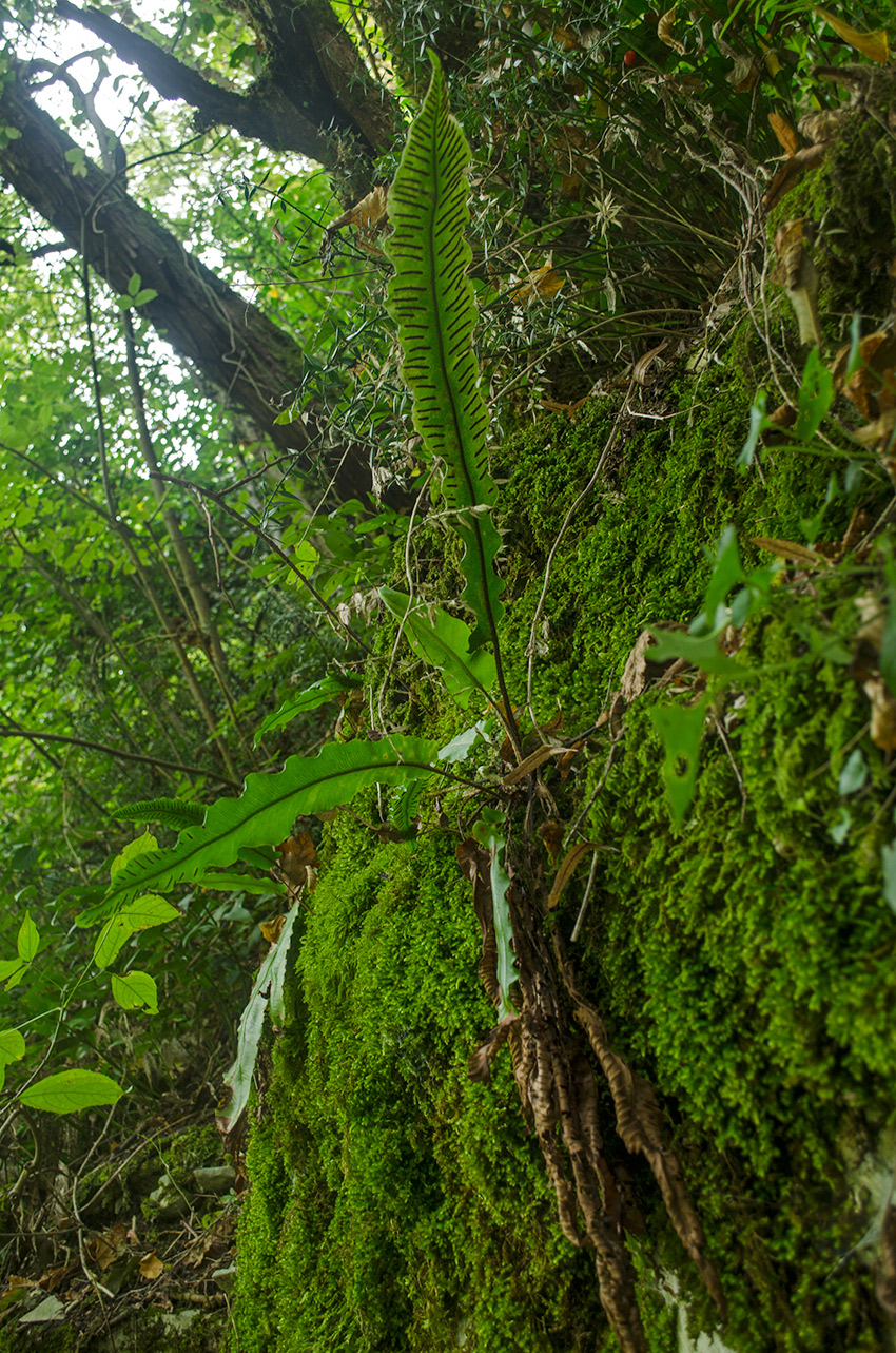 Изображение особи Phyllitis scolopendrium.