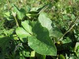 Ligularia sibirica