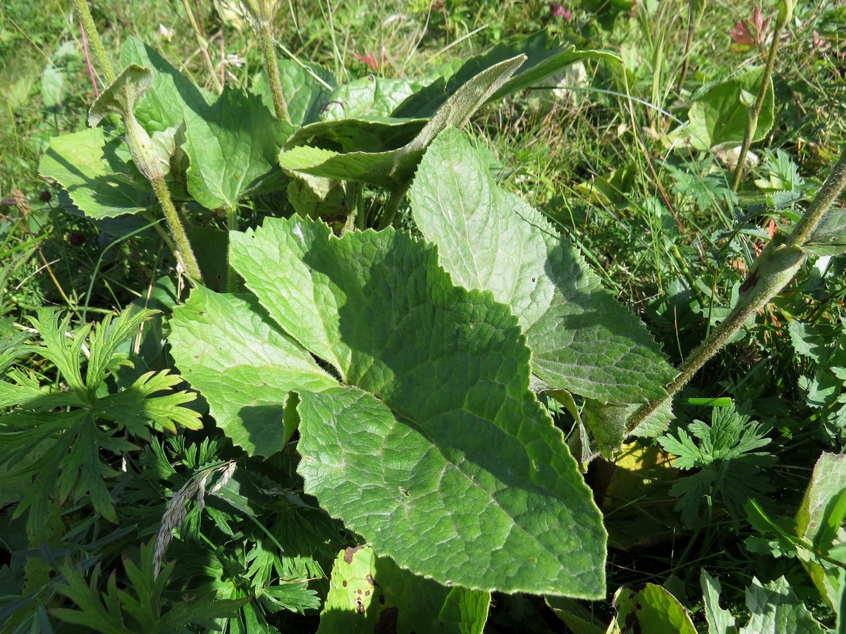 Image of Ligularia sibirica specimen.