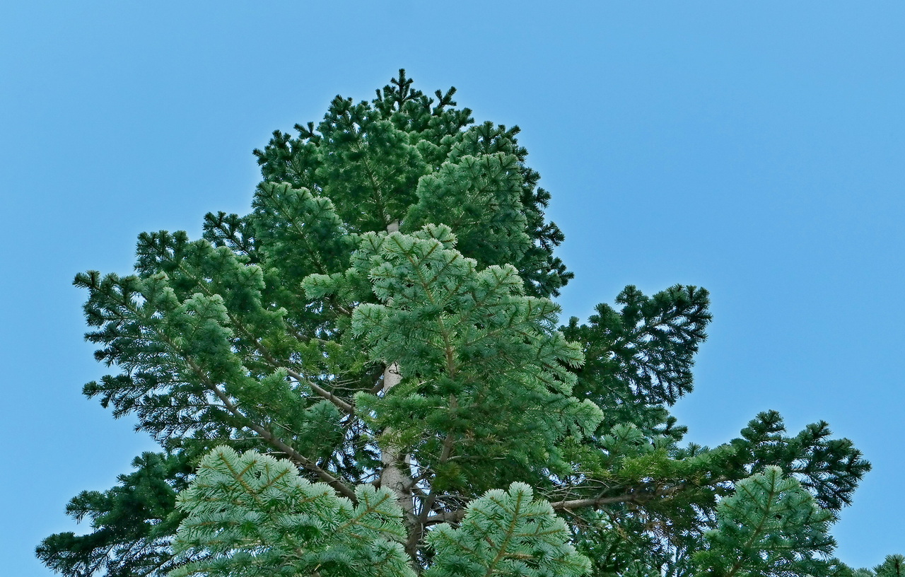 Image of Abies nordmanniana specimen.