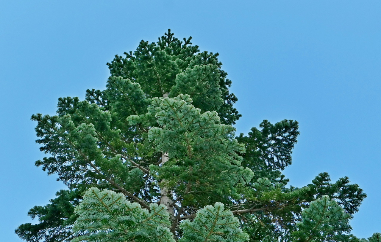 Изображение особи Abies nordmanniana.