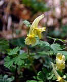 Corydalis bracteata. Верхушка побега с соцветием. Алтай, Онгудайский р-н, Семинский перевал, ≈ 1700 м н.у.м., опушка хвойного леса. 10.06.2019.