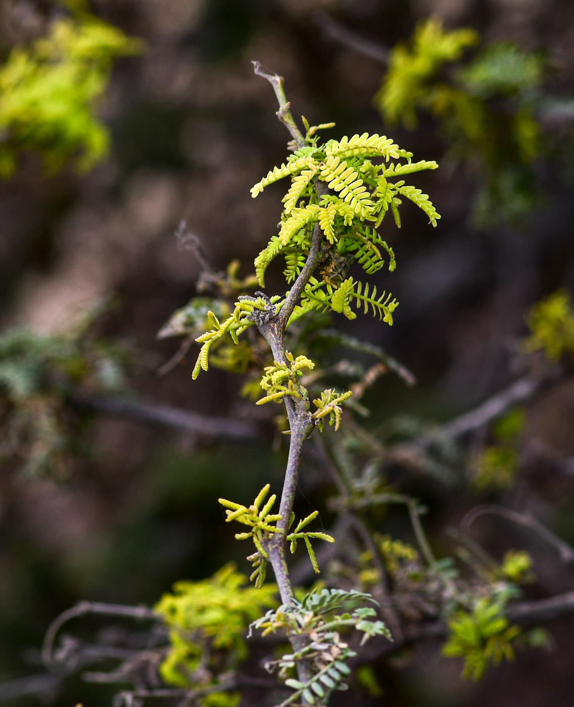 Изображение особи Prosopis pallida.