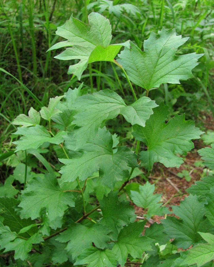 Image of Viburnum opulus specimen.