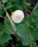 Tussilago farfara. Верхушка побега с соплодием. Новгородская обл., берег оз. Ильмень, геологический памятник \"Ильменский глинт\", каменистый берег озера. 10.05.2019.