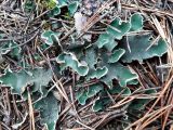 Peltigera malacea. Талломы на хвое. Коми, Сыктывдинский р-н, окр. ст. Язель, долина р. Вычегда, сосновый лес. 18.10.2018.