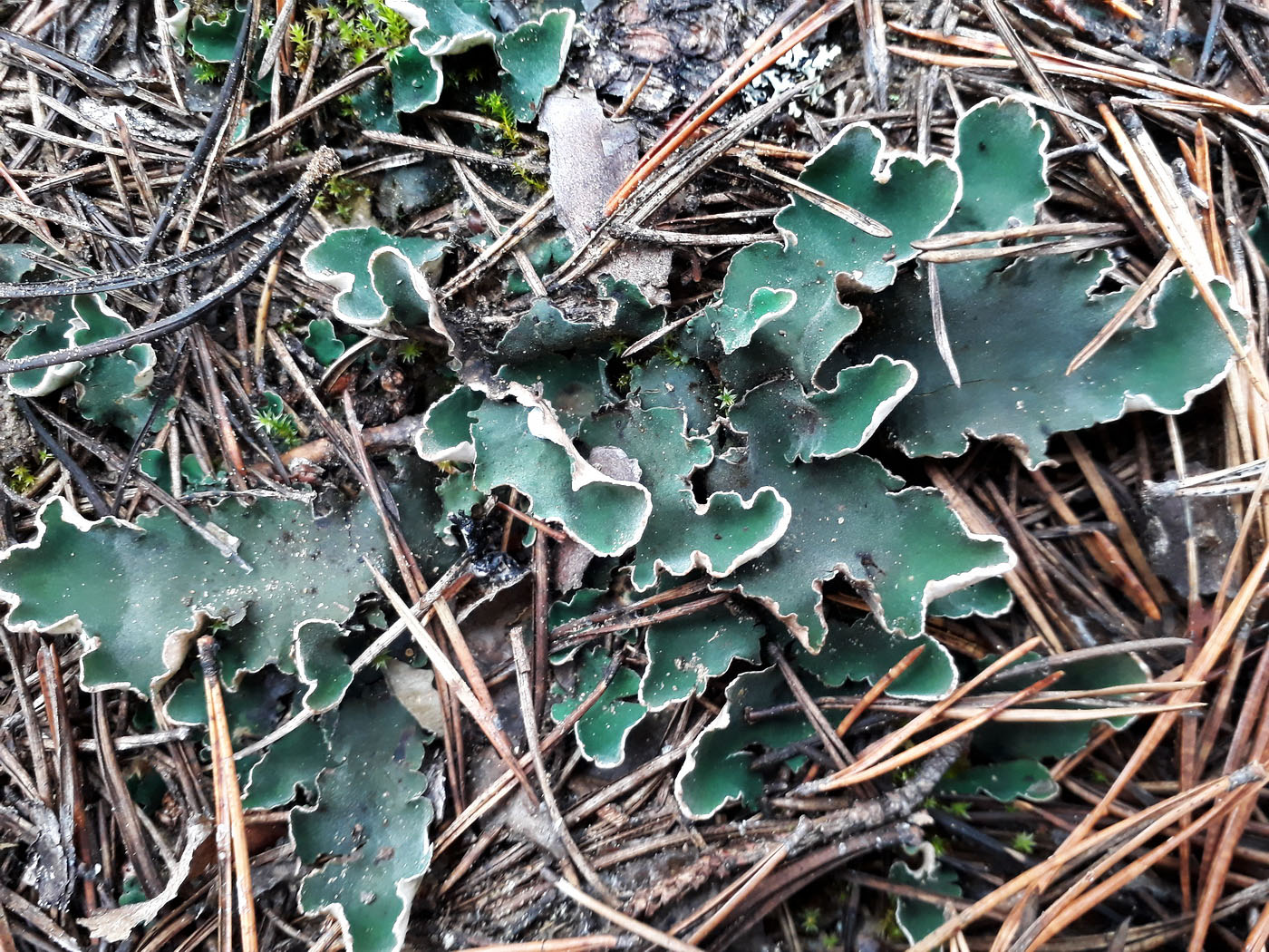 Image of Peltigera malacea specimen.