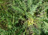 Astragalus schanginianus