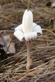 Crocus reticulatus