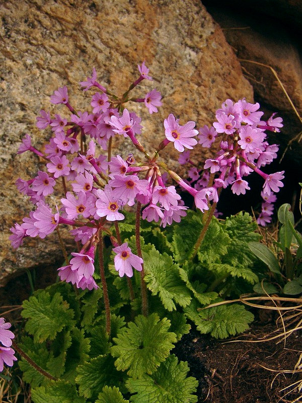 Image of Primula kaufmanniana specimen.