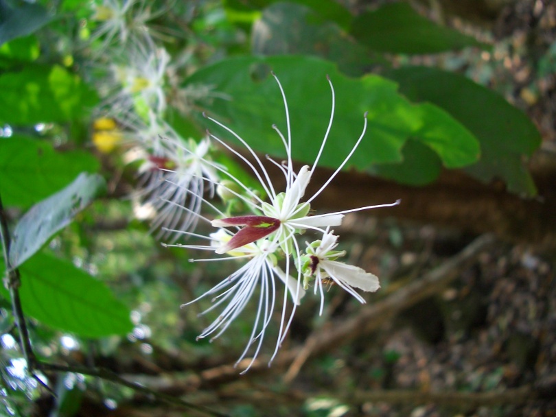 Изображение особи Capparis micracantha.