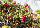 Vaccinium vitis-idaea