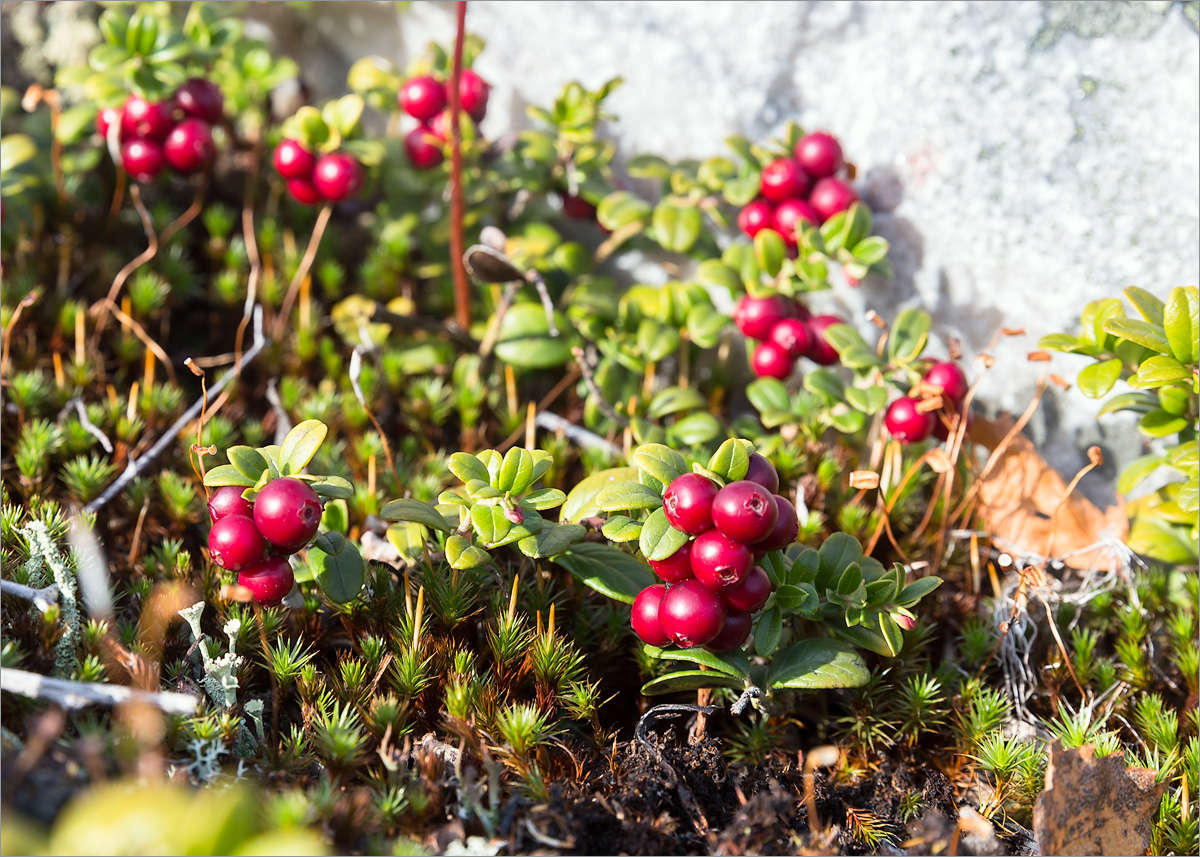 Image of Vaccinium vitis-idaea specimen.