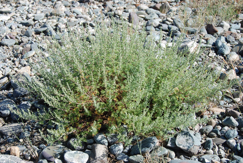 Image of Artemisia stechmanniana specimen.