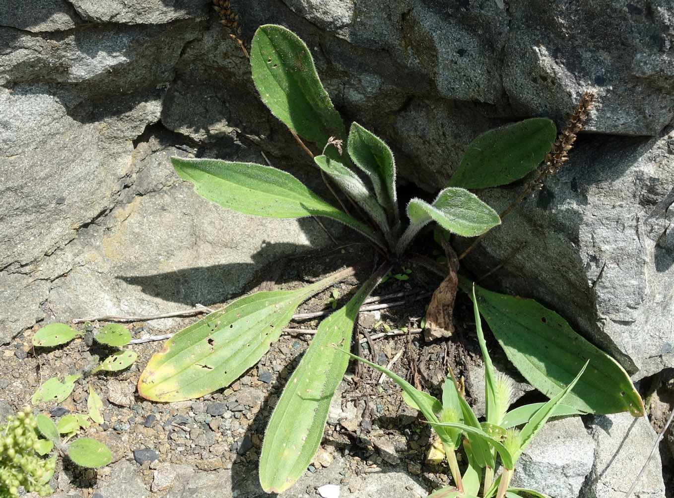 Image of Plantago camtschatica specimen.