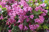 род Weigela
